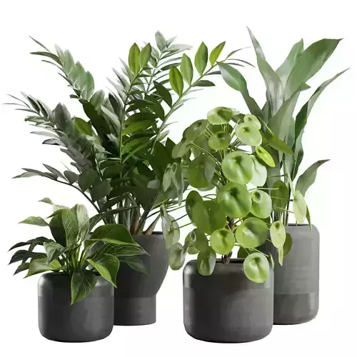 Indoor Plants Pack 82
