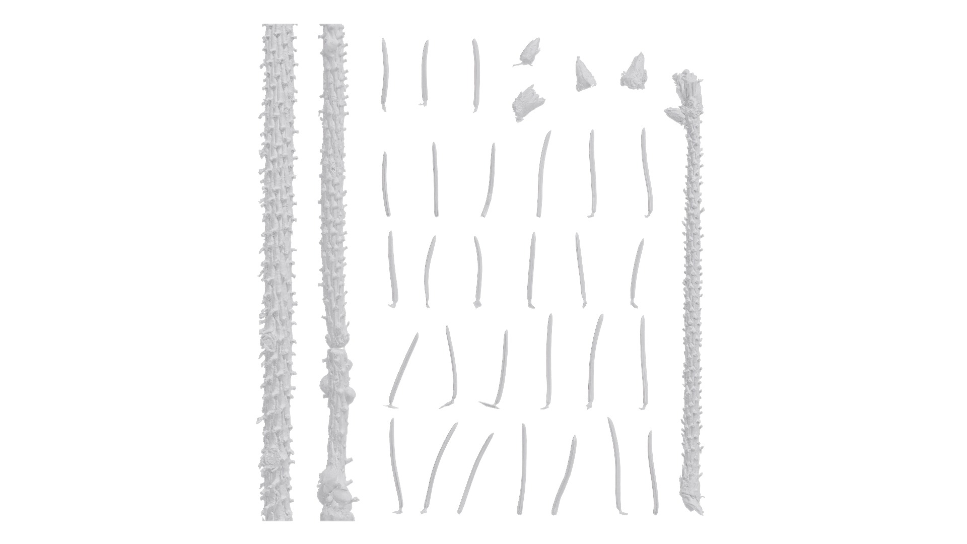 Dragon Spruce Trunk Model And Textures Pack Low-poly 3D model_22