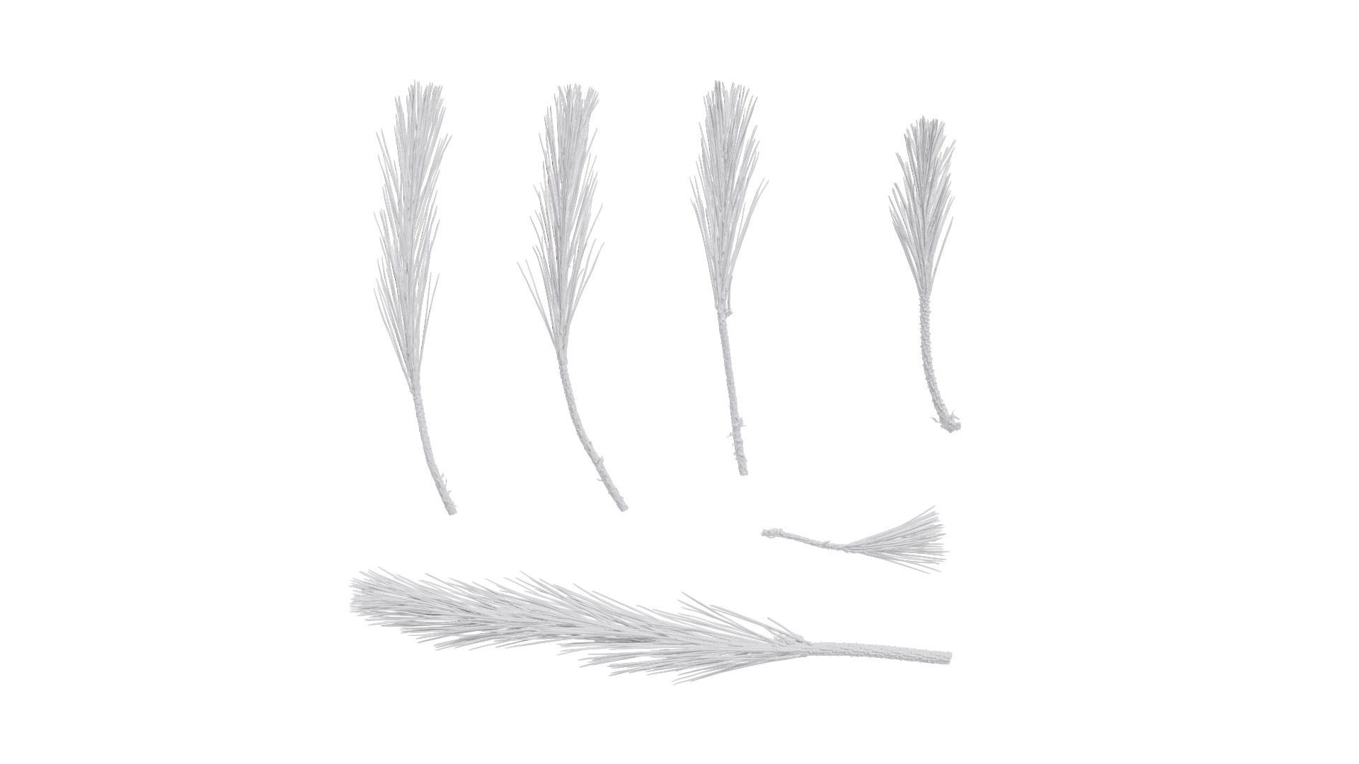 Pinus Massoniana Textures Pack 02 Texture_12