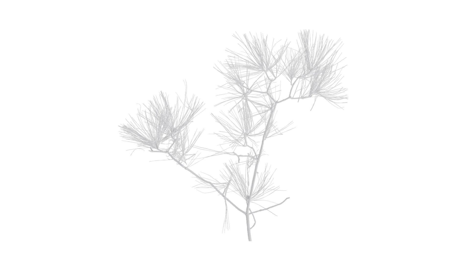 Pinus Massoniana Textures Pack 02 Texture_7