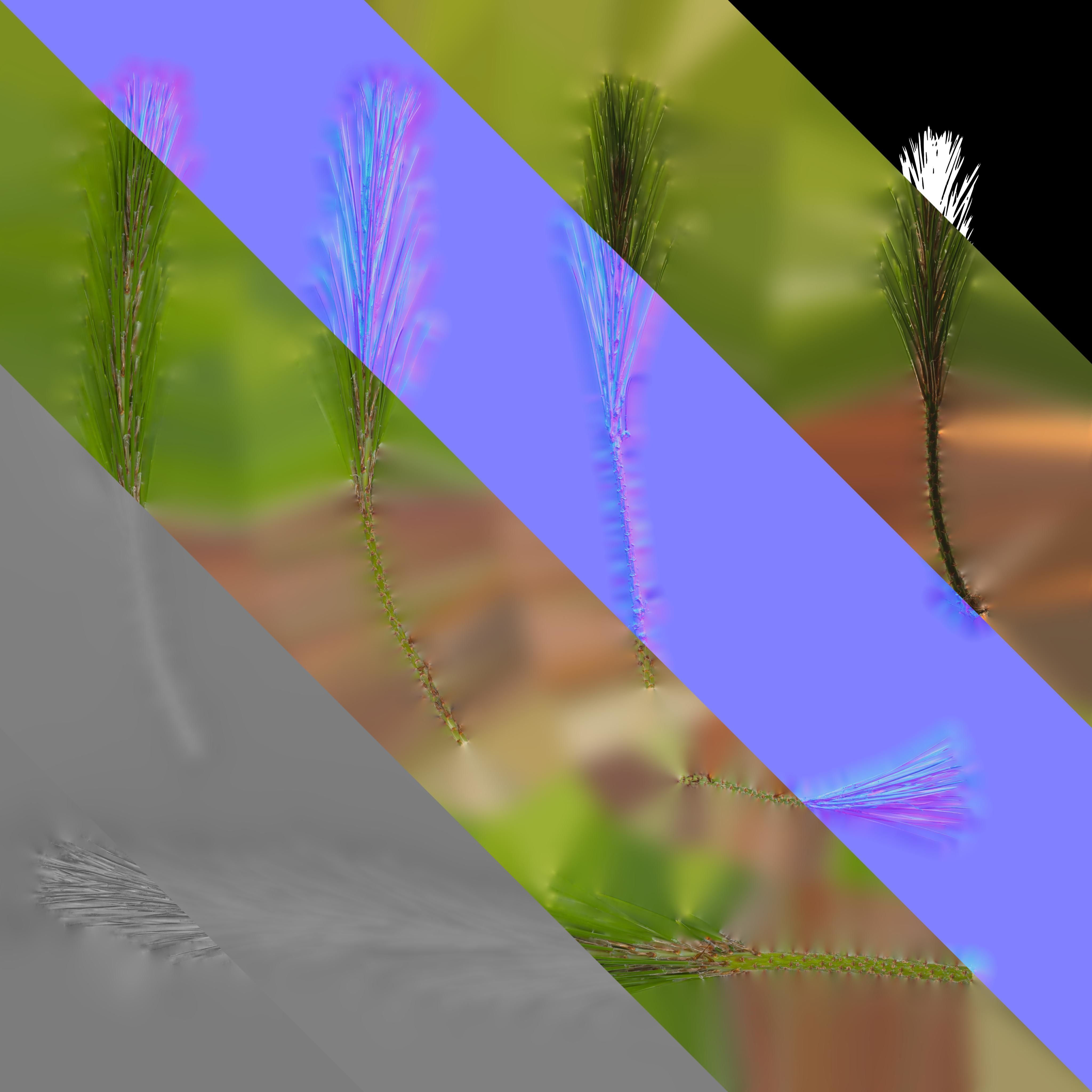 Pinus Massoniana Textures Pack 02 Texture_6