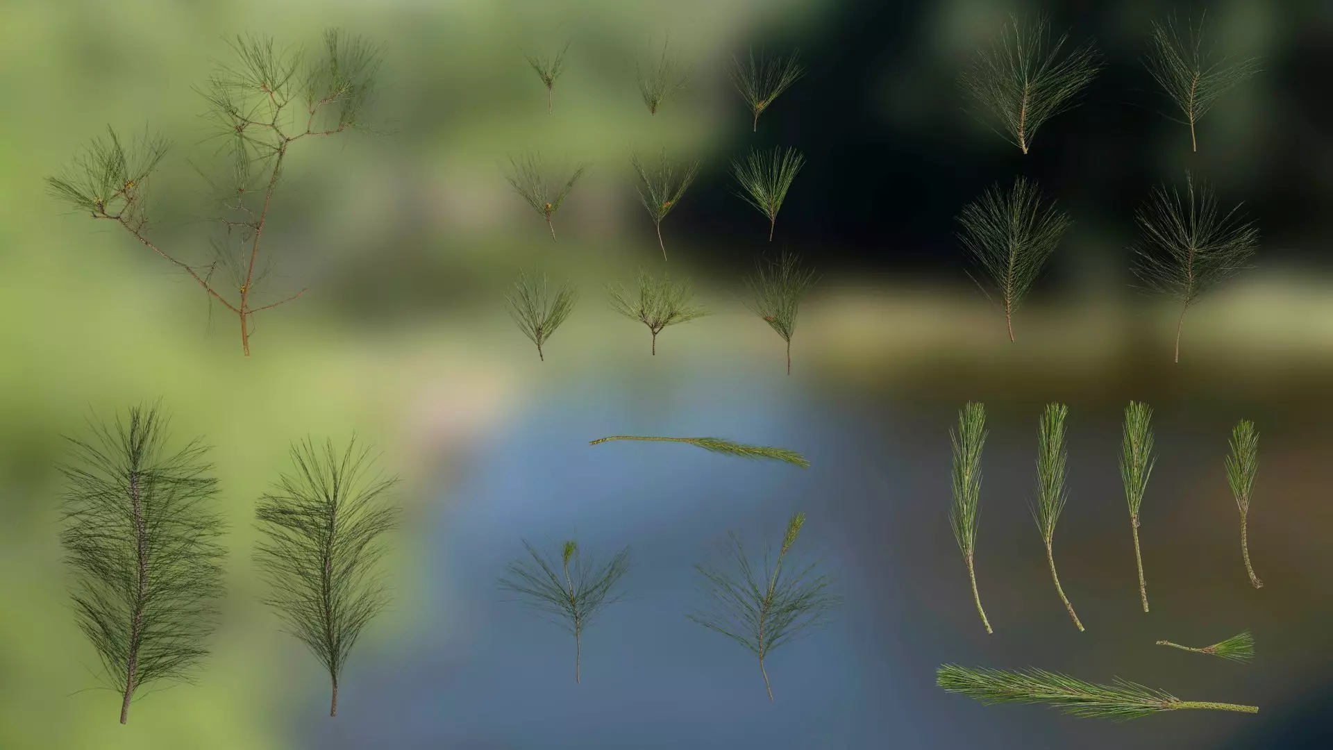 Pinus Massoniana Textures Pack 02 Texture_0