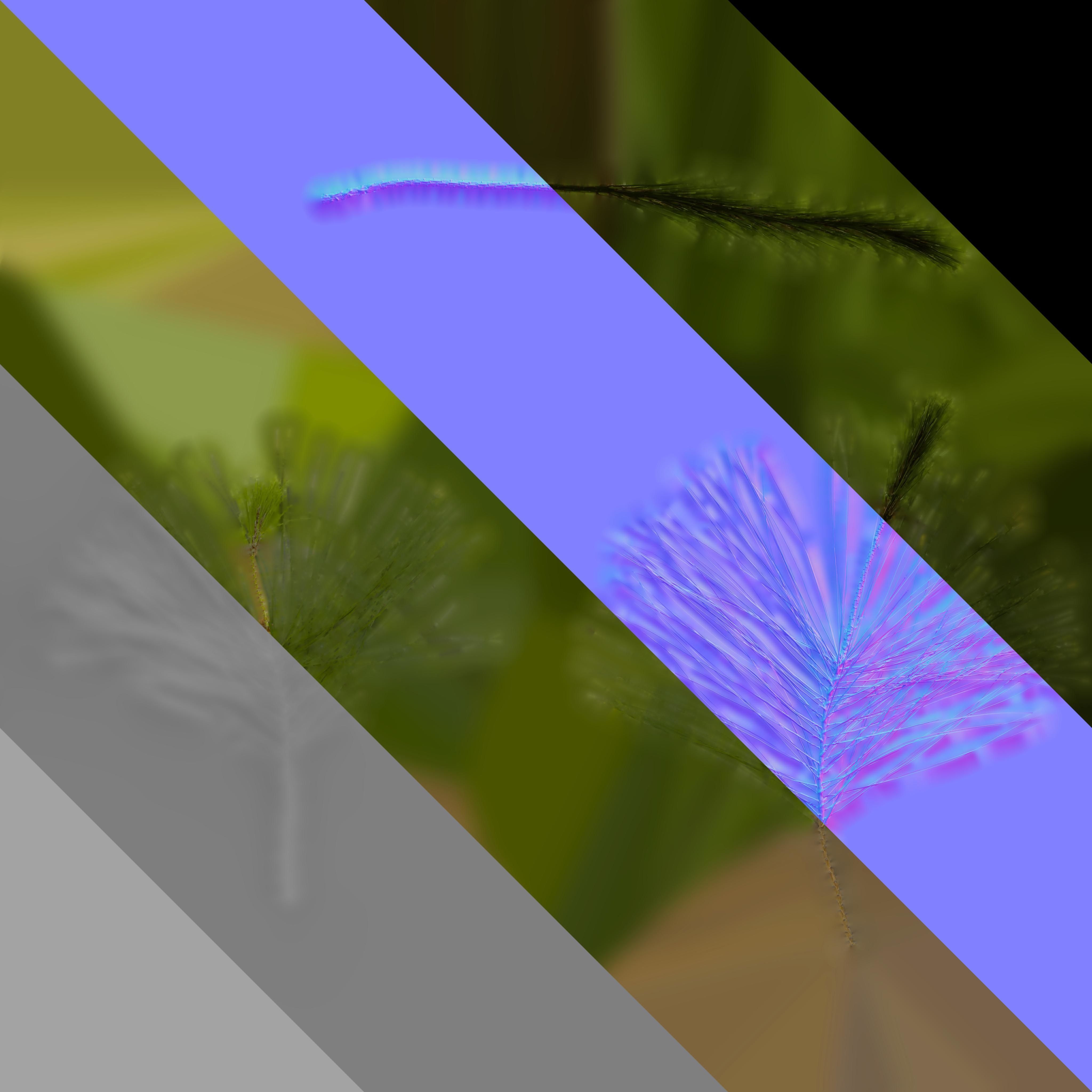 Pinus Massoniana Textures Pack 02 Texture_5