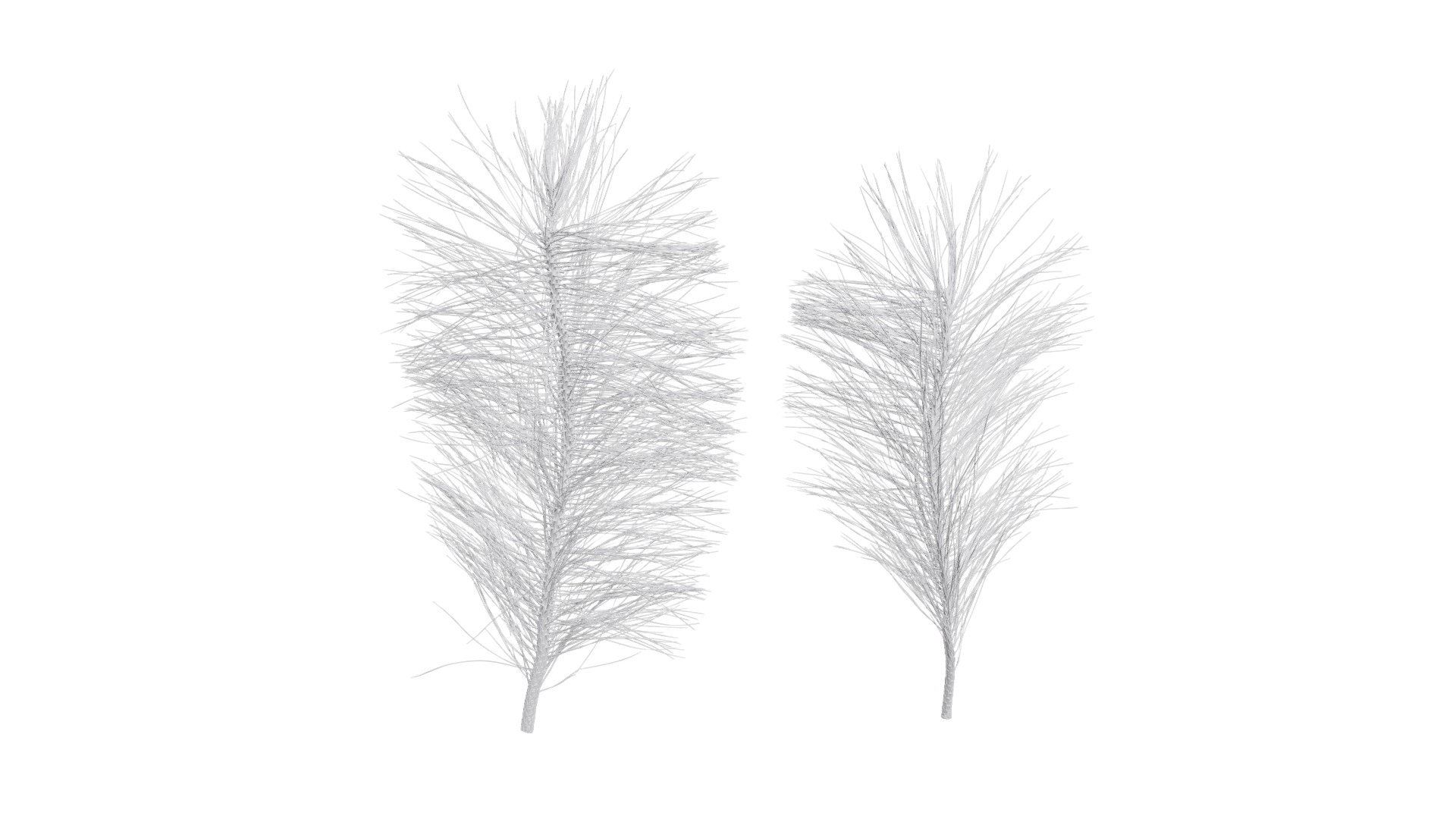 Pinus Massoniana Textures Pack 02 Texture_10