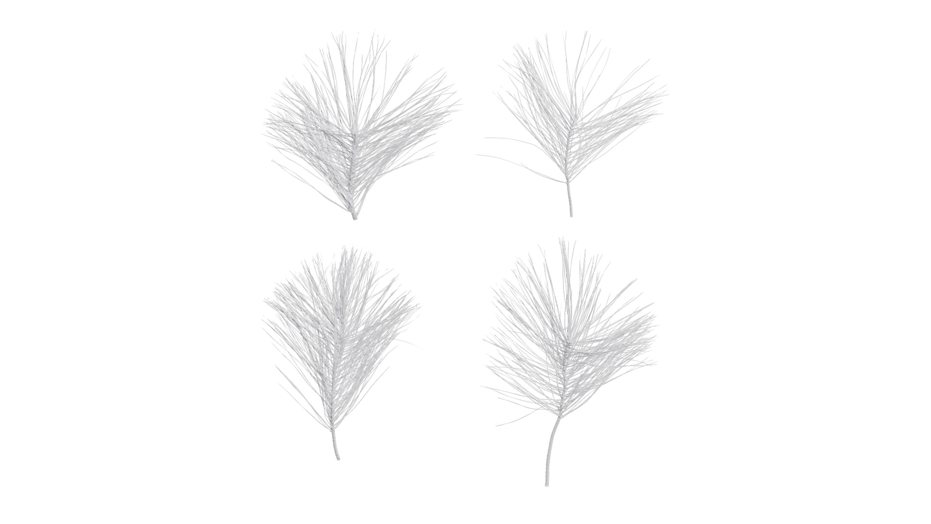 Pinus Massoniana Textures Pack 02 Texture_9