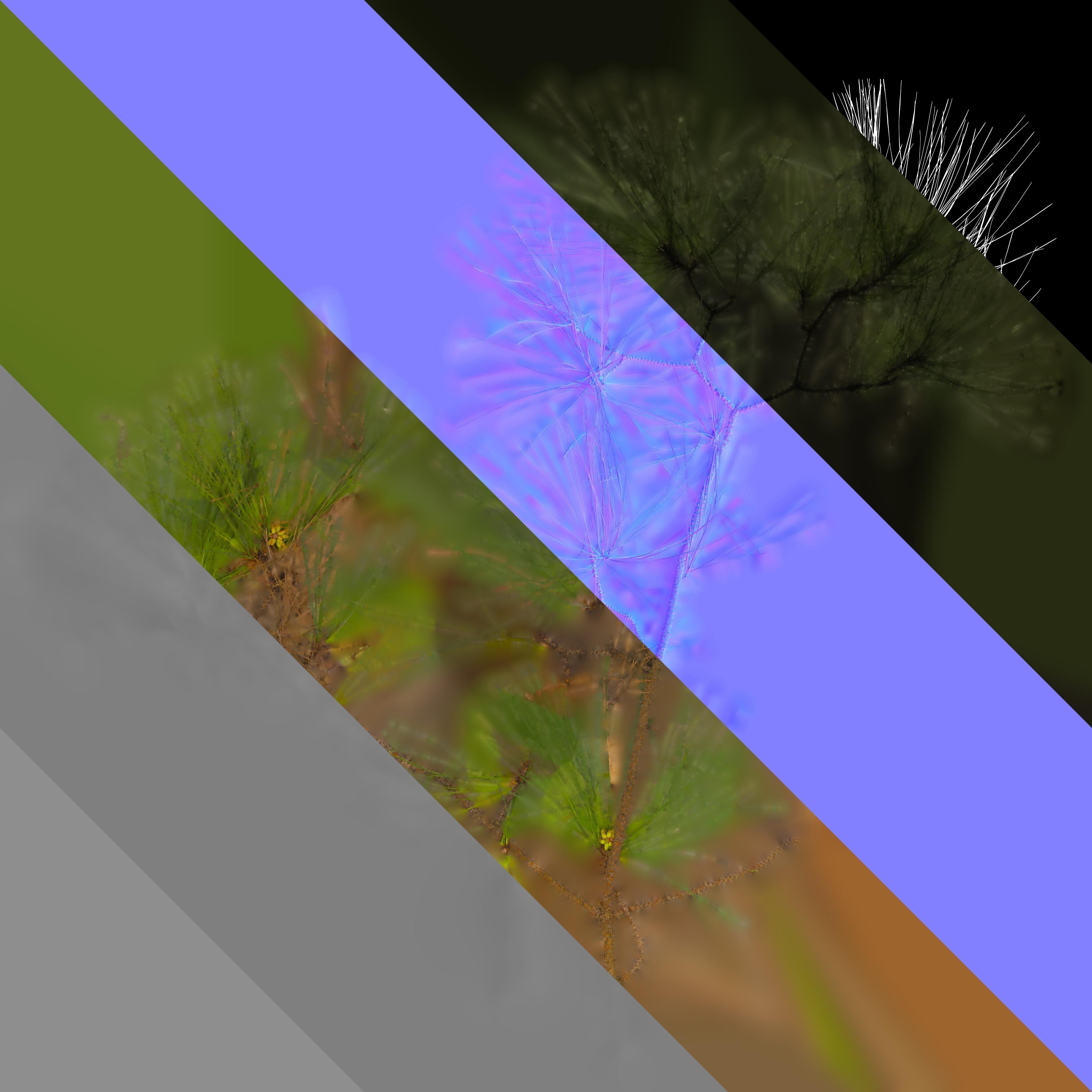 Pinus Massoniana Textures Pack 02 Texture_1