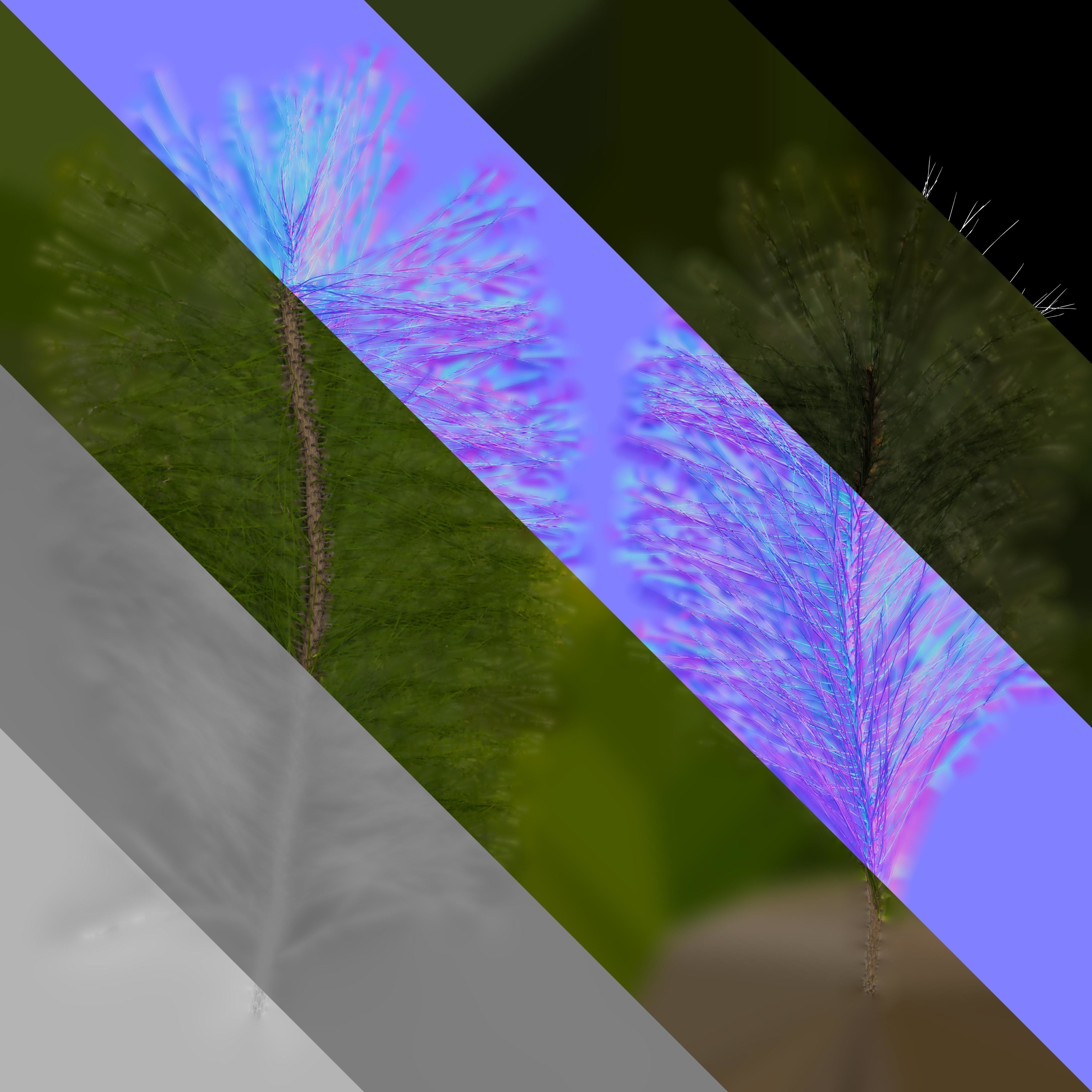 Pinus Massoniana Textures Pack 02 Texture_4