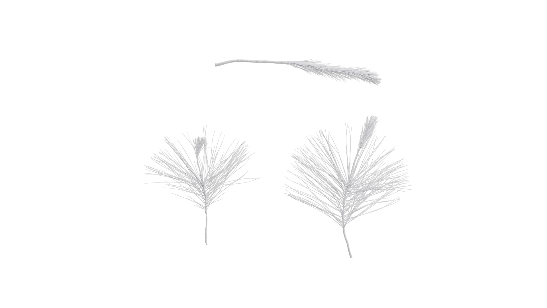 Pinus Massoniana Textures Pack 02 Texture_11