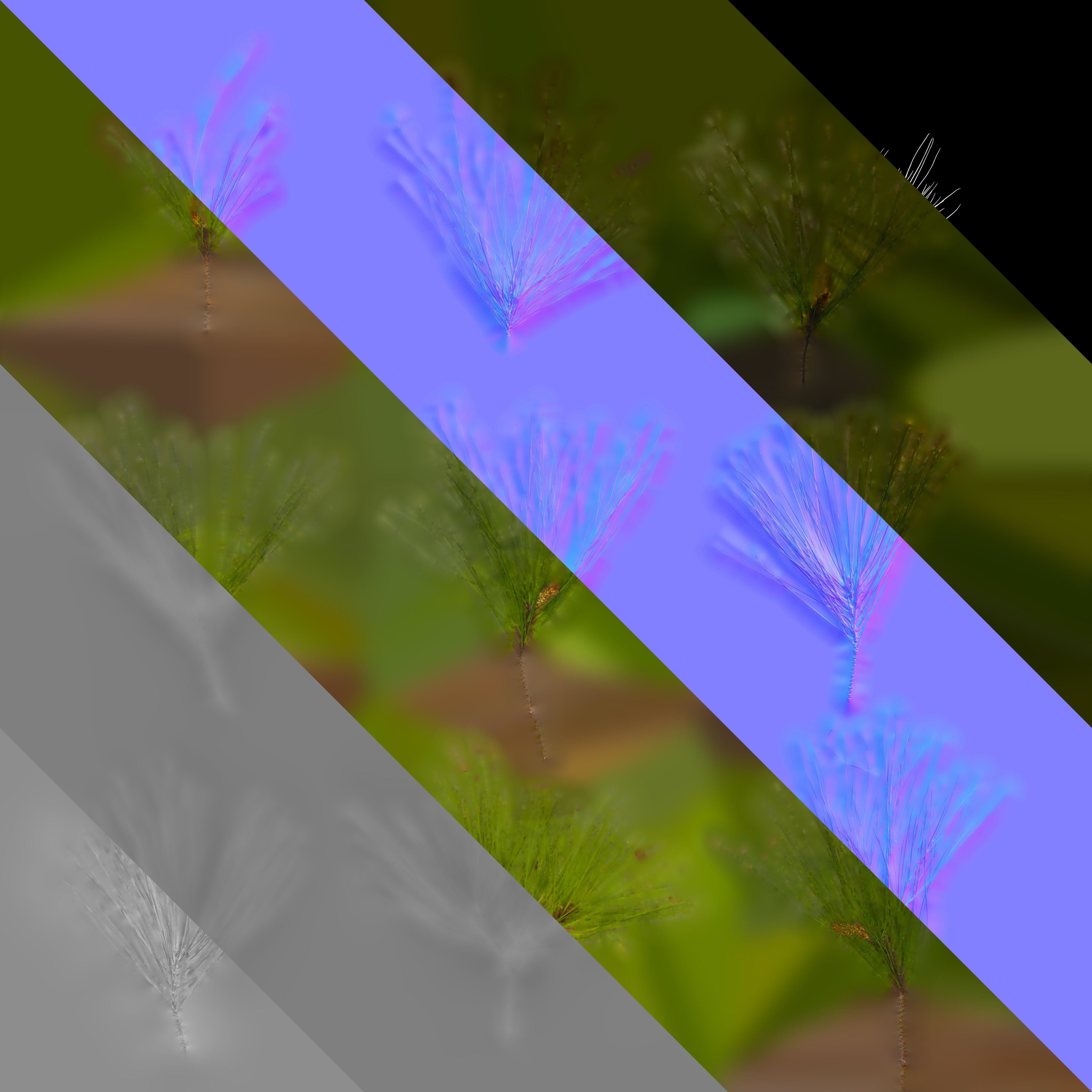 Pinus Massoniana Textures Pack 02 Texture_2