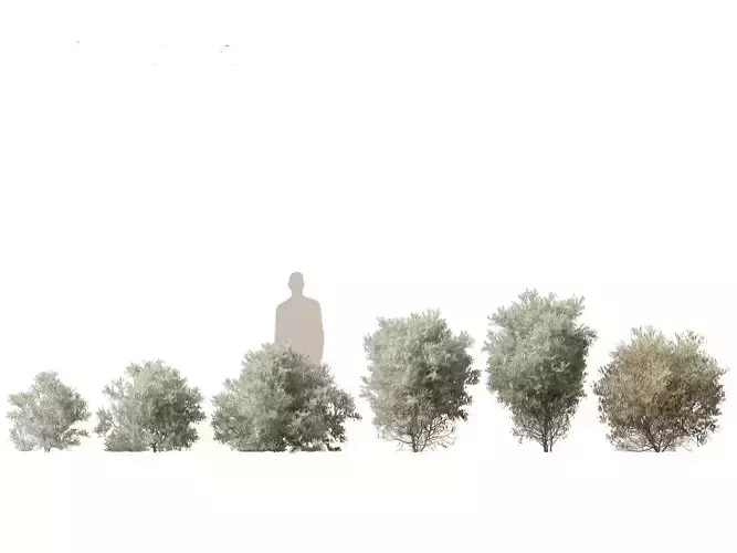 HighPolyLowPoly Simmondsia chinensis - goat nut