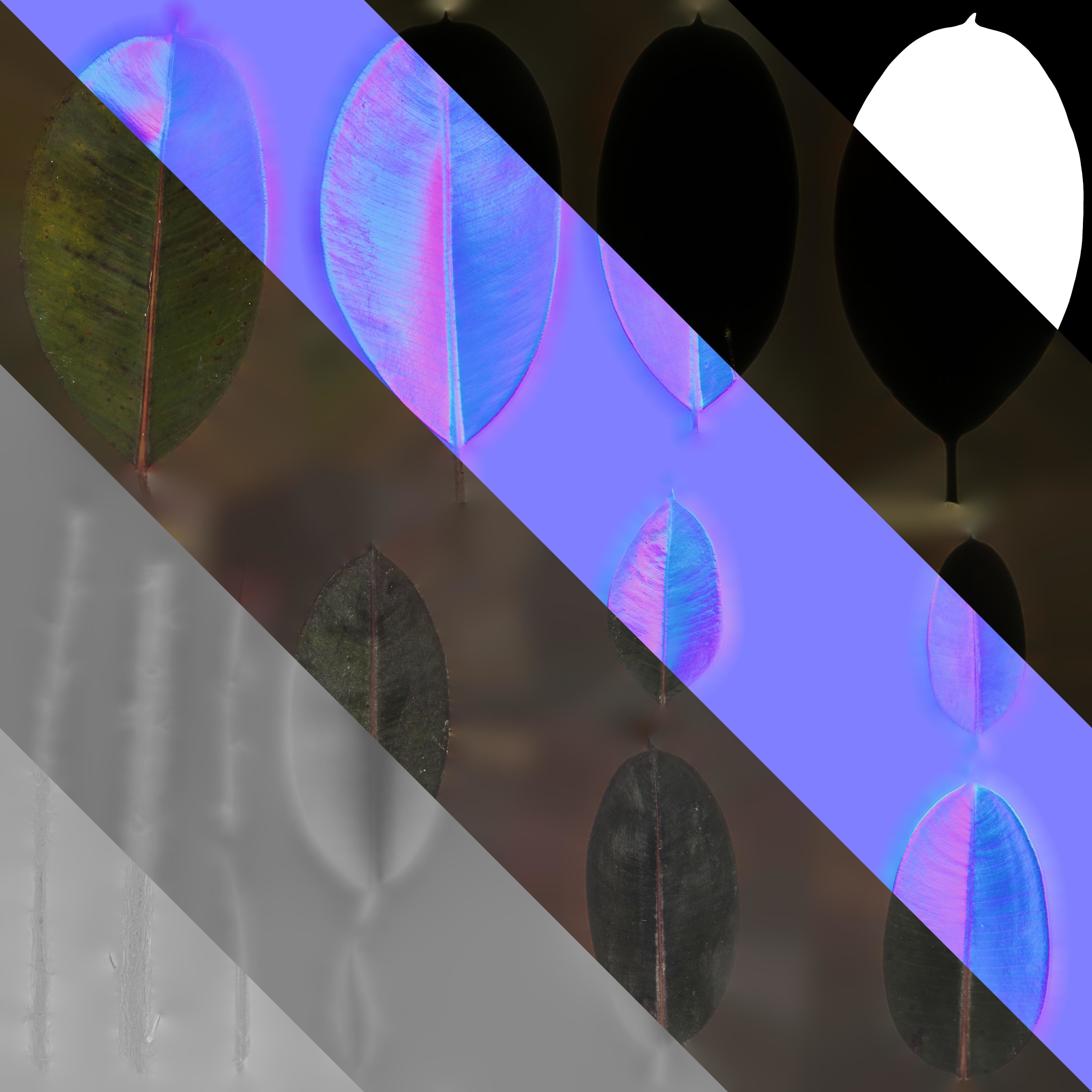 4K Ficus Elastica Leaves Textures Pack Texture_3