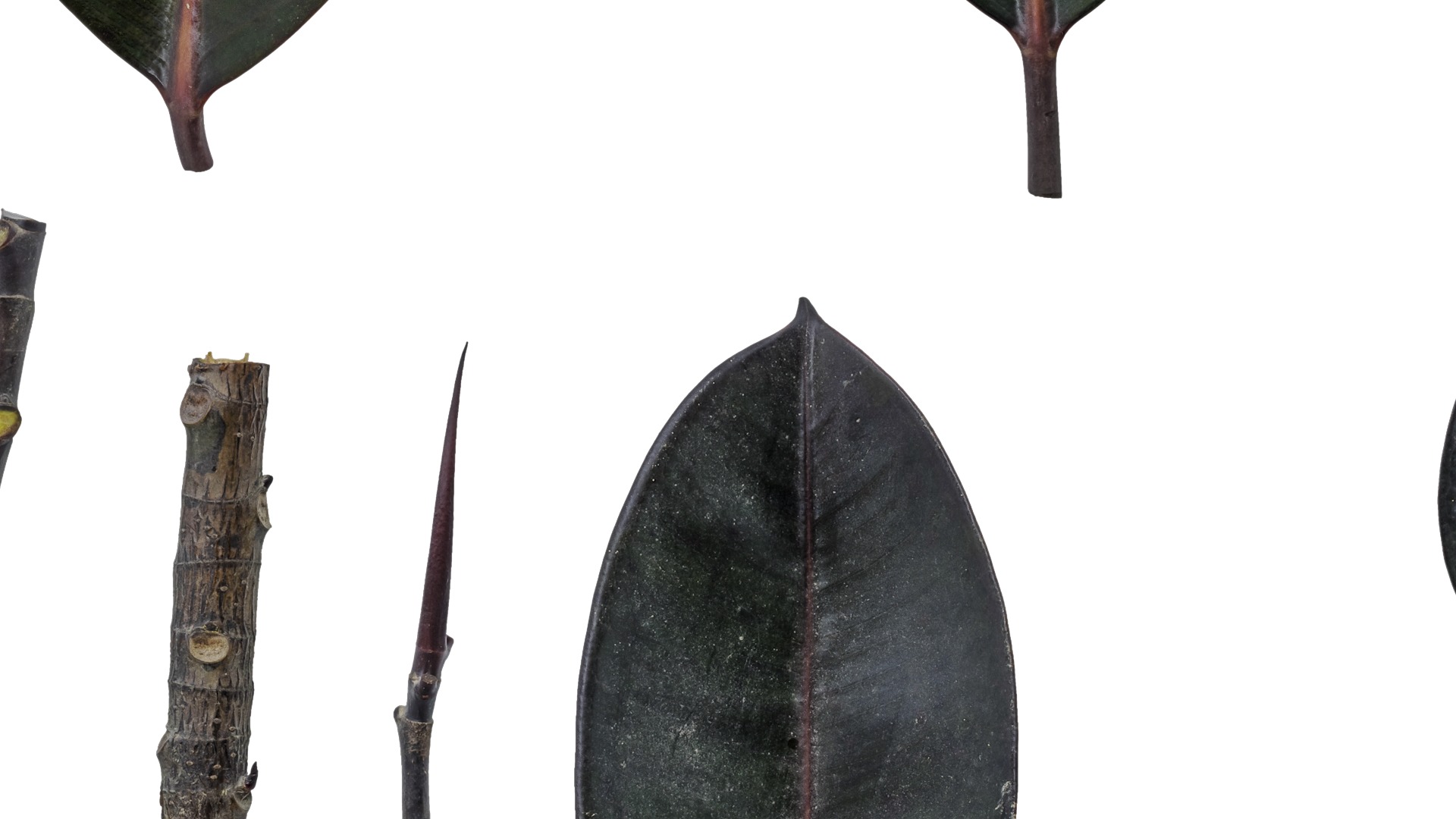 4K Ficus Elastica Leaves Textures Pack Texture_1