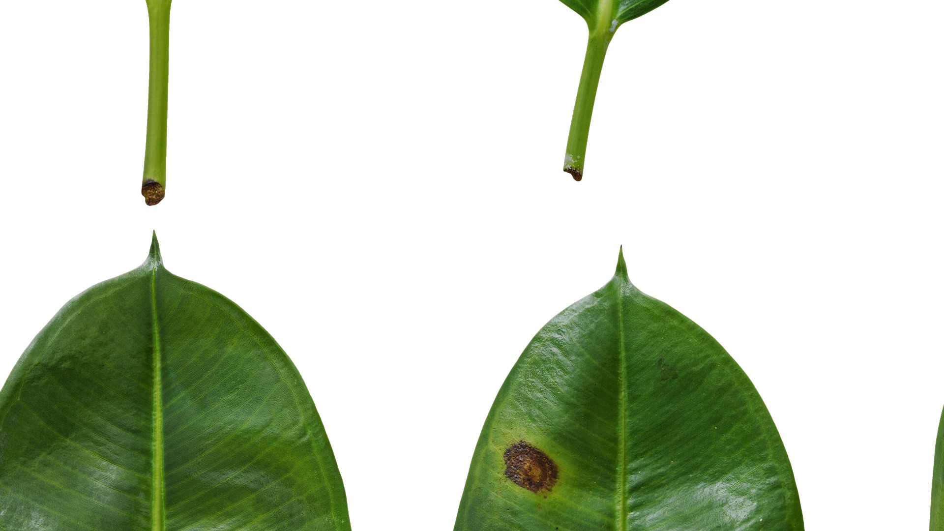 4K Ficus Elastica Leaves Textures Pack Texture_2