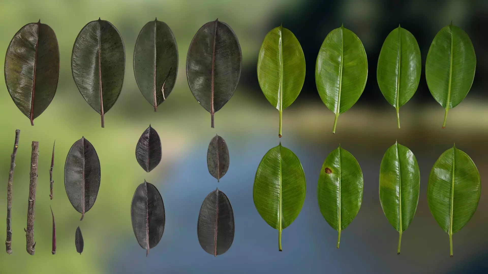 4K Ficus Elastica Leaves Textures Pack Texture_0
