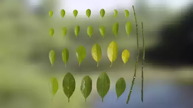 4K Buxus Sinica Leaves Textures