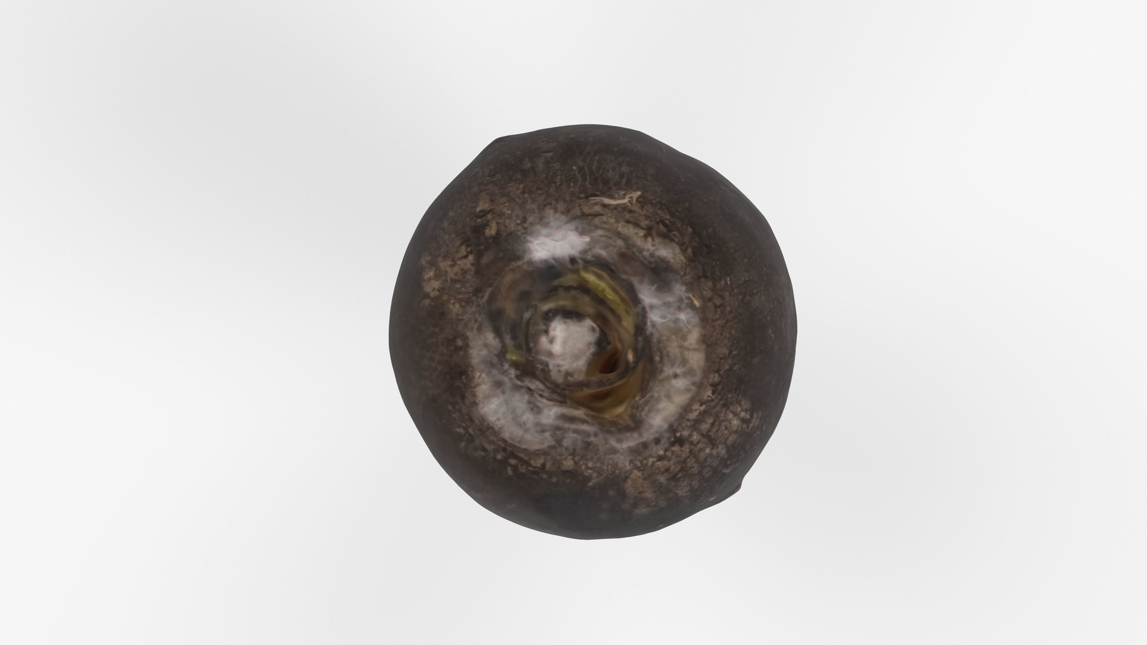 Photorealistic 3D scan of black radish Low-poly 3D model_9