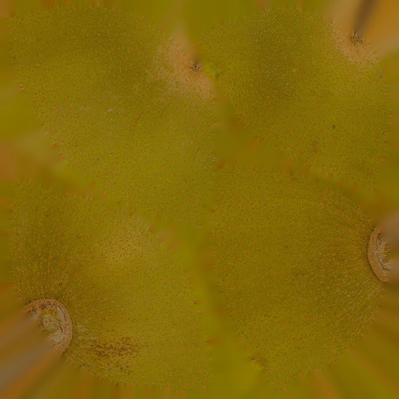 Anydrafts Actinidia chinensis 01 Low-poly 3D model_2