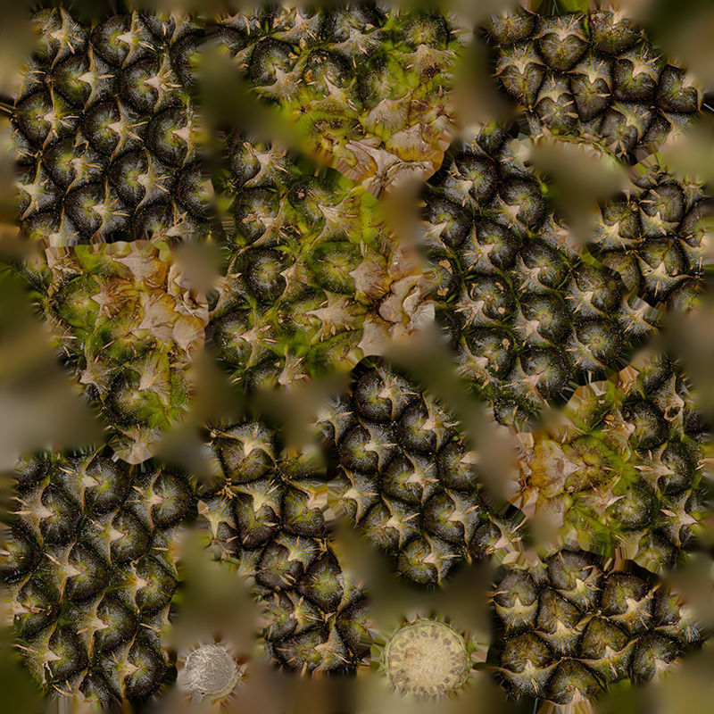 Anydrafts Ananas comosus 01 Low-poly 3D model_1