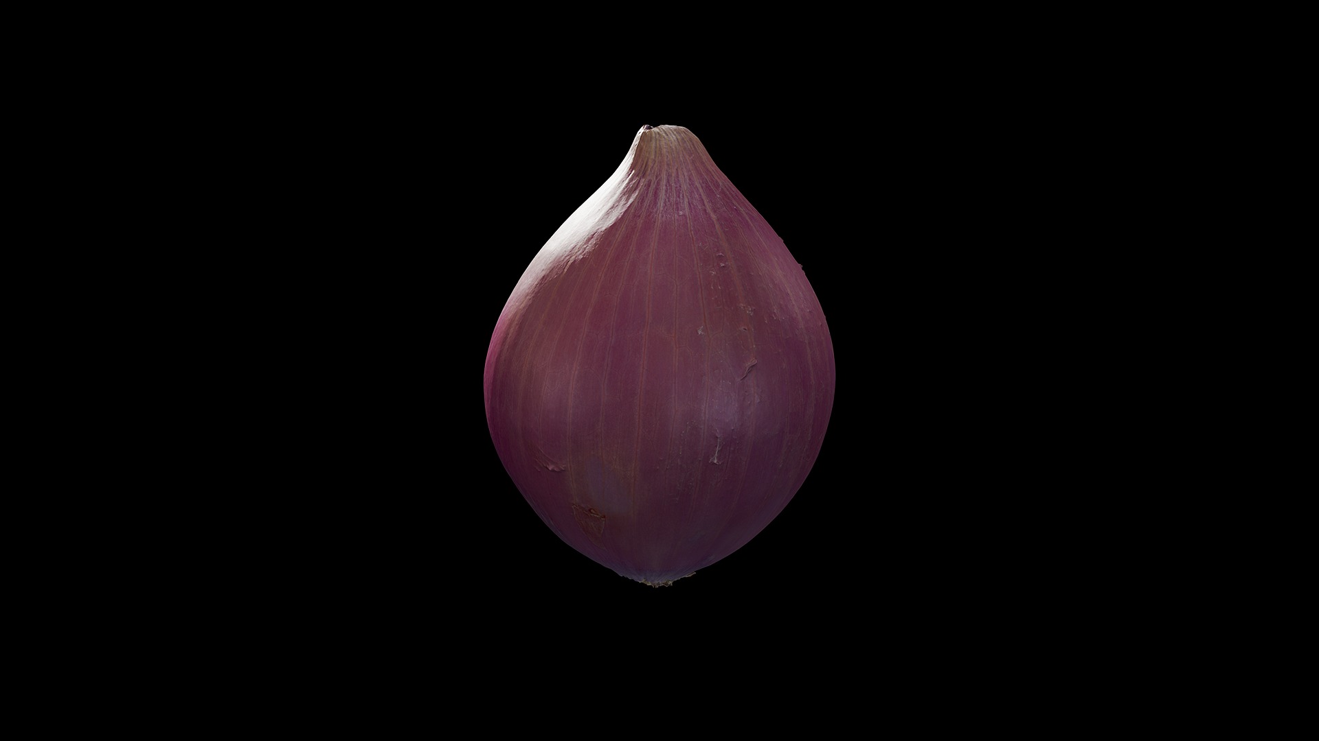 Anydrafts Allium cepa 01 Low-poly 3D model_6