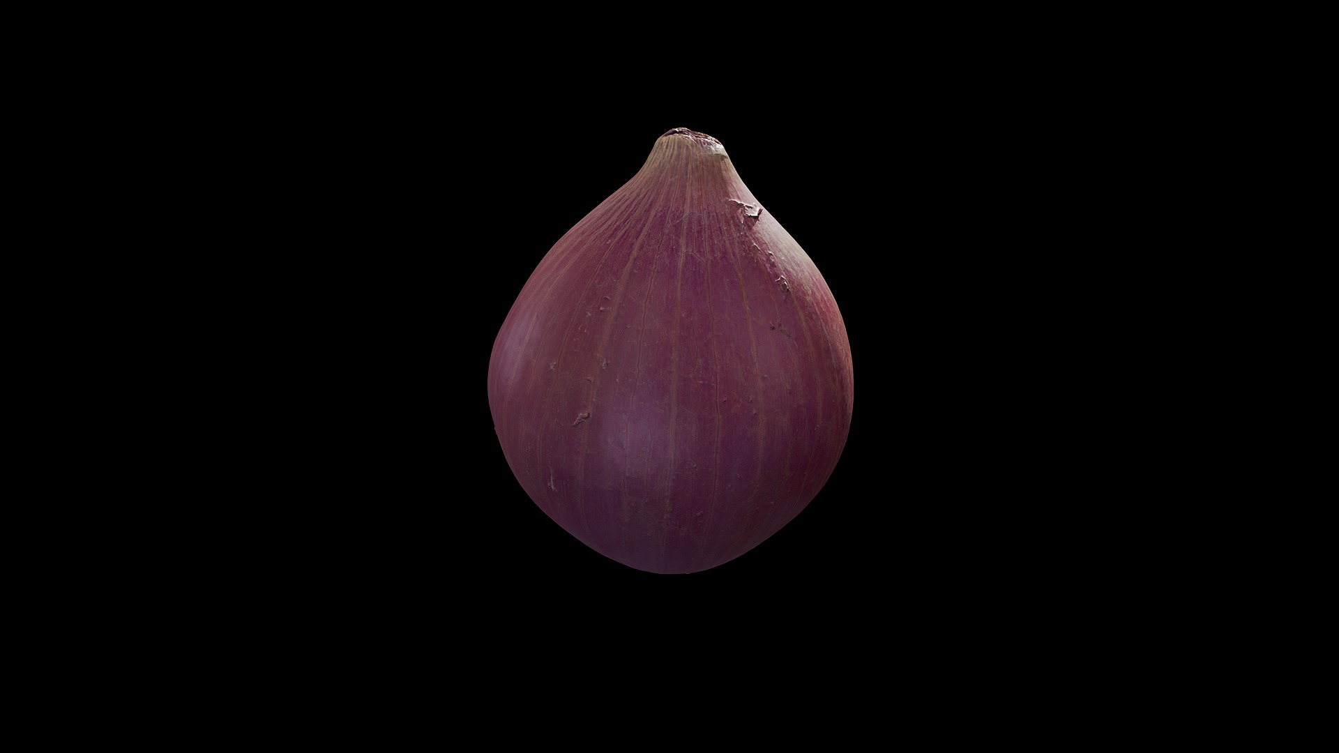Anydrafts Allium cepa 01 Low-poly 3D model_5