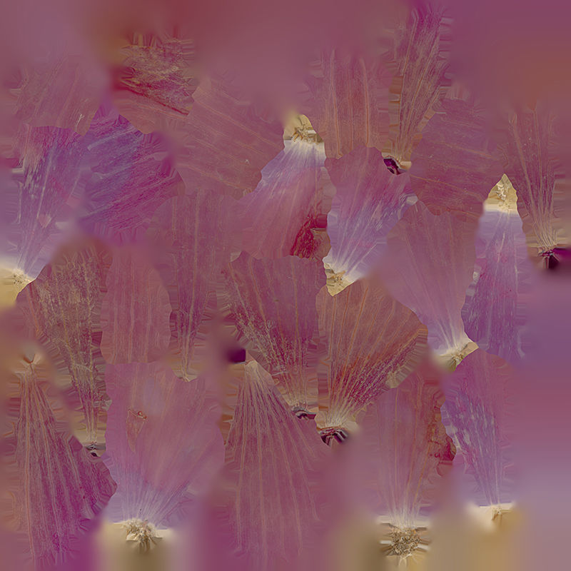 Anydrafts Allium cepa 01 Low-poly 3D model_1