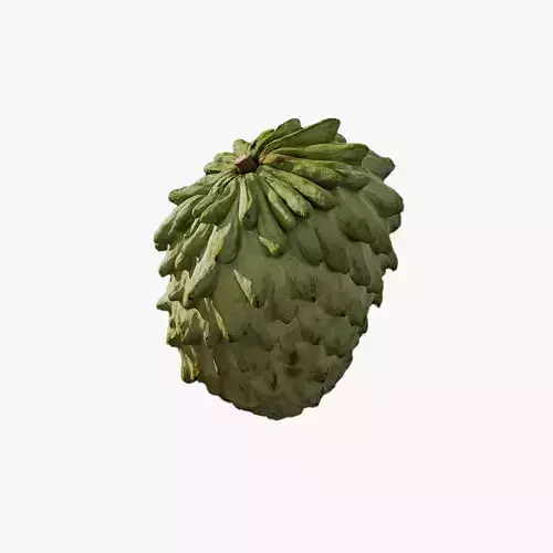 Anydrafts Annona squamosa 01