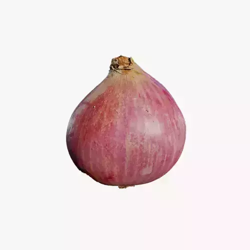 Anydrafts Allium cepa 02