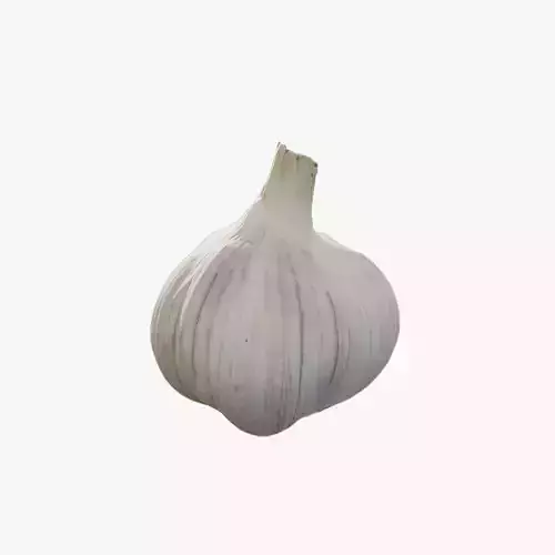 Anydrafts Allium sativum 05