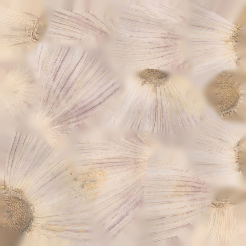 Anydrafts Allium sativum 05 Low-poly 3D model_1