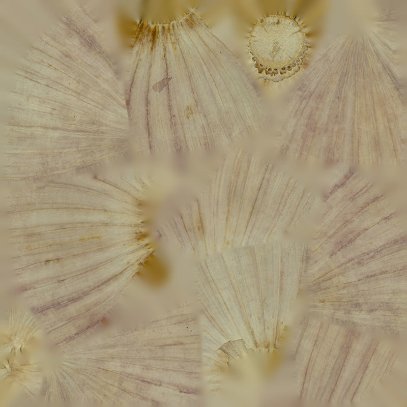 Anydrafts Allium sativum 06 Low-poly 3D model_1