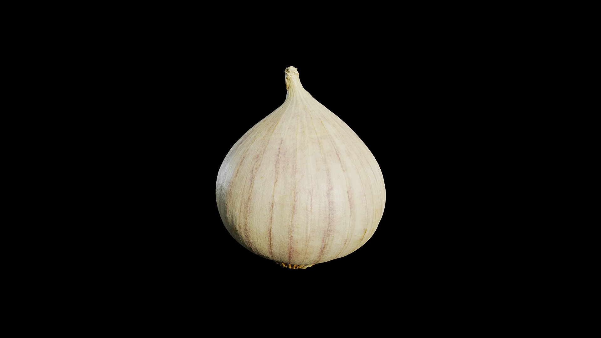 Anydrafts Allium sativum 06 Low-poly 3D model_2