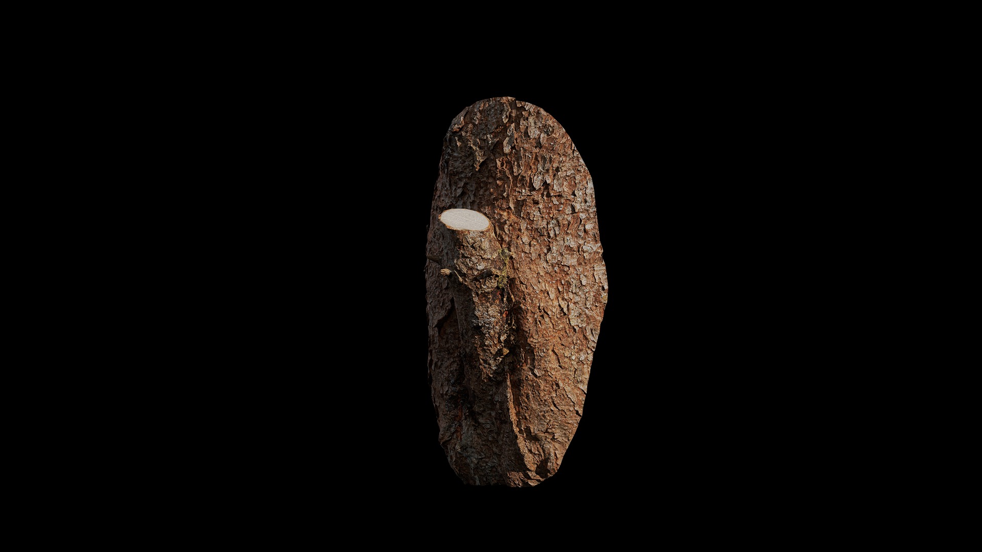 Anydrafts Abies fabri Burl 01 Low-poly 3D model_4