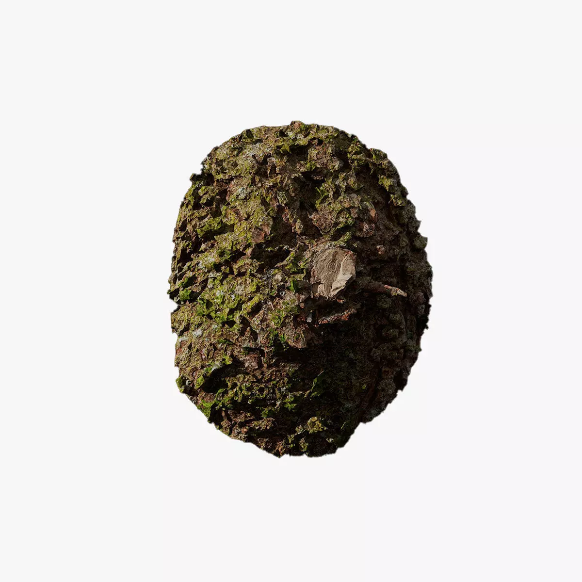 Anydrafts Abies fabri Burl 03 Low-poly 3D model