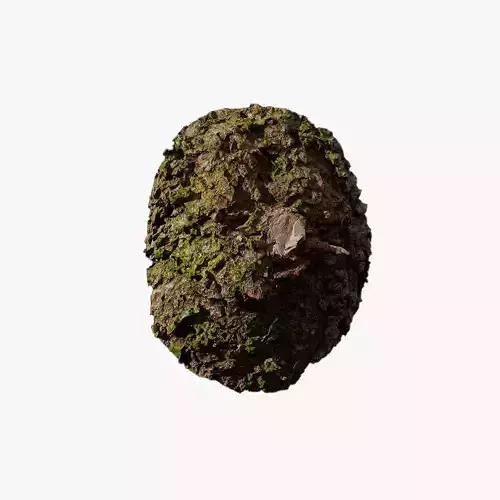 Anydrafts Abies fabri Burl 03