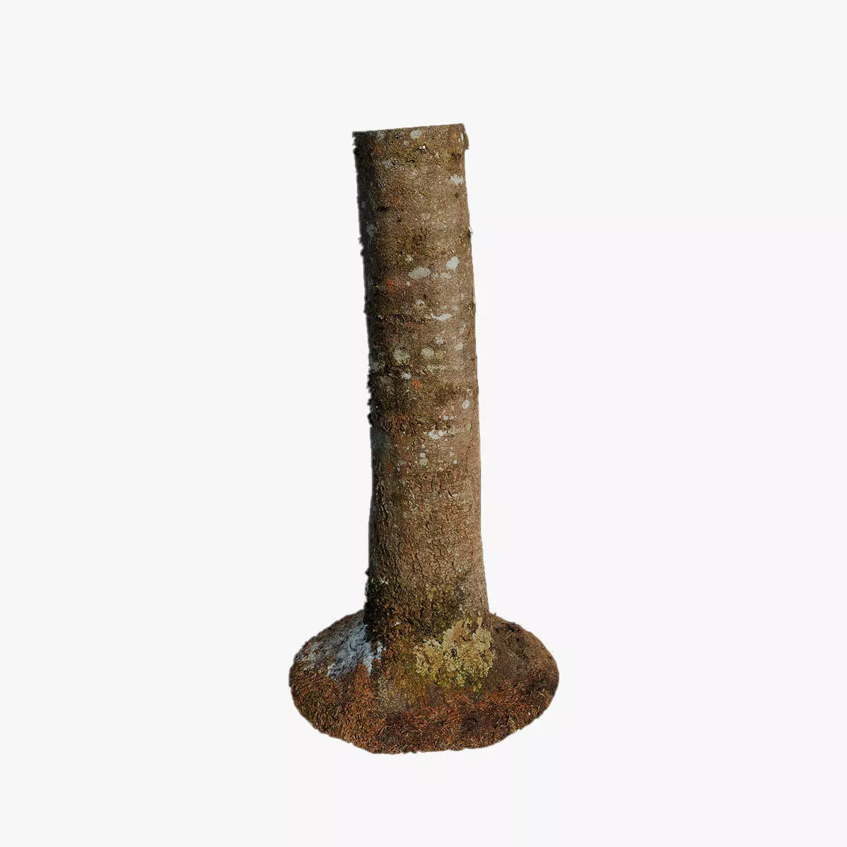 Anydrafts Abies fabri Trunk 02 Low-poly 3D model