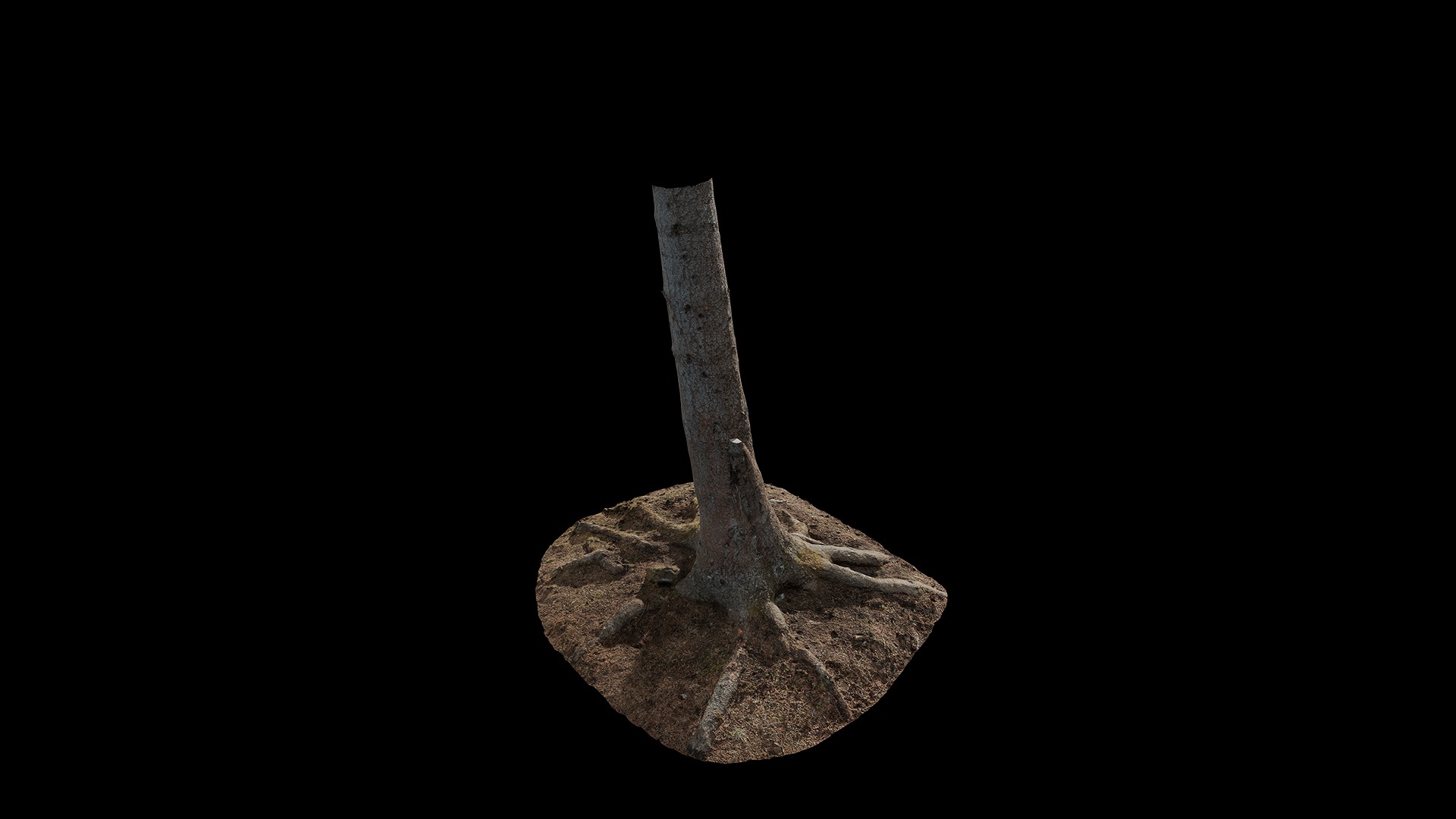 Anydrafts Abies fabri Trunk 04 Low-poly 3D model_7