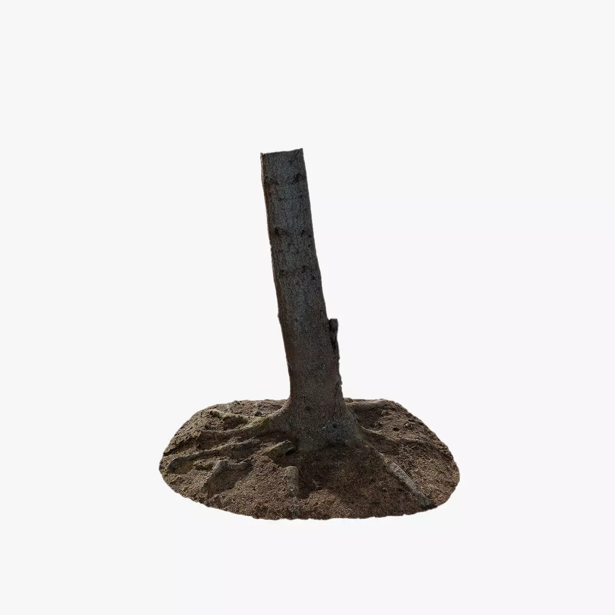 Anydrafts Abies fabri Trunk 04 Low-poly 3D model_0