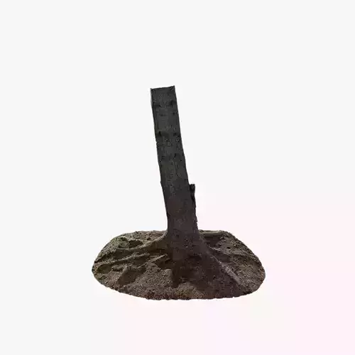 Anydrafts Abies fabri Trunk 04