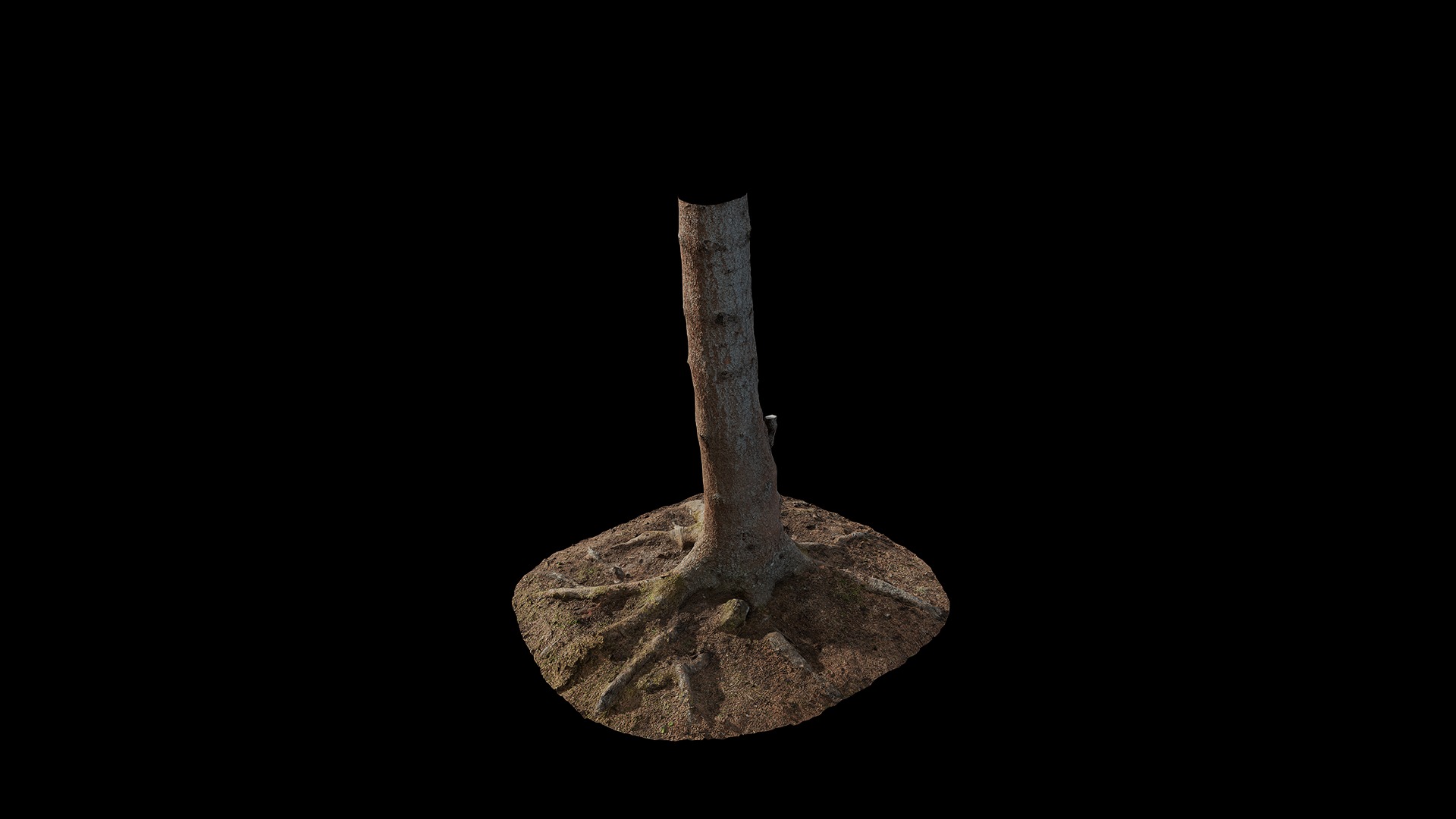 Anydrafts Abies fabri Trunk 04 Low-poly 3D model_4