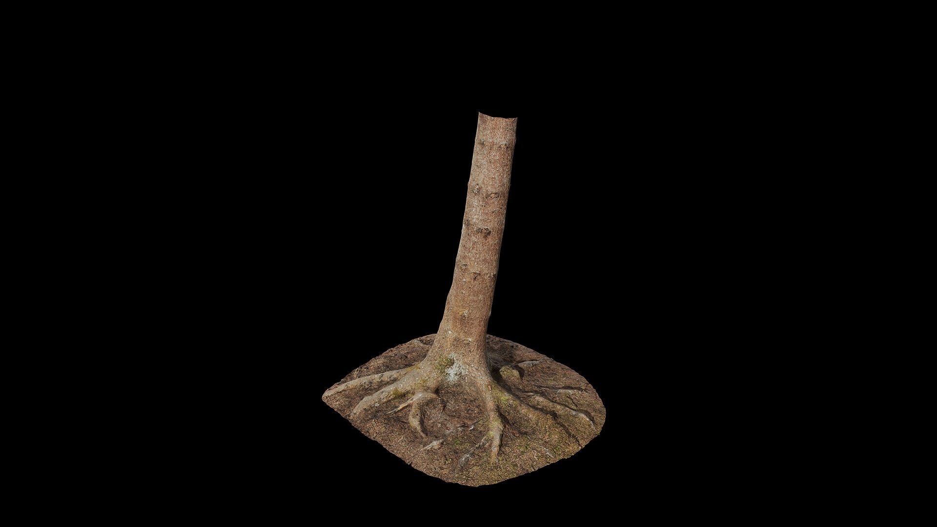 Anydrafts Abies fabri Trunk 04 Low-poly 3D model_6