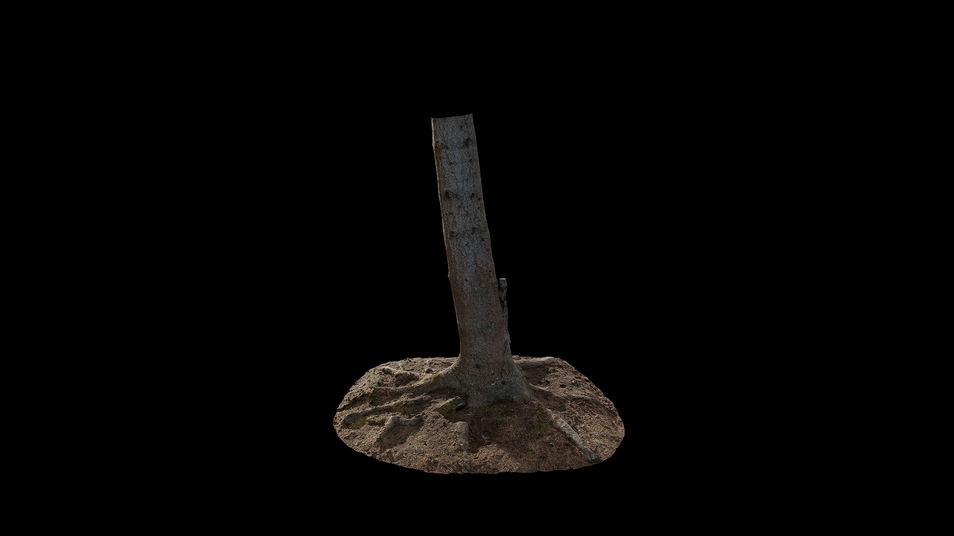 Anydrafts Abies fabri Trunk 04 Low-poly 3D model_2