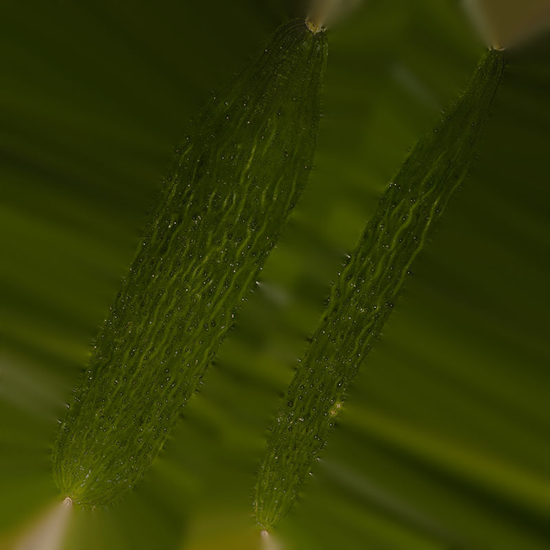 Anydrafts Cucumis sativus 08 Low-poly 3D model_1