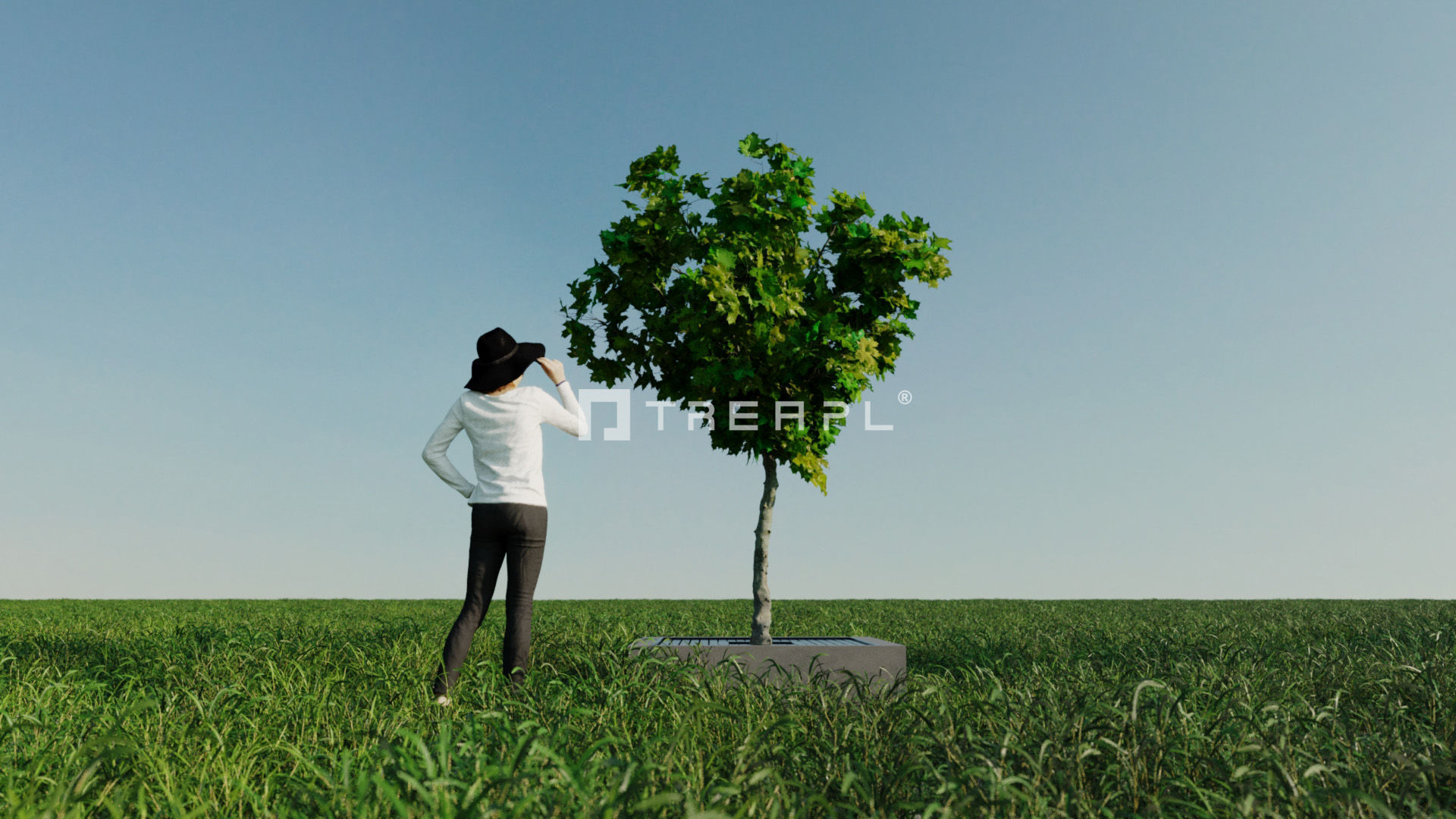 14X Maple tree Acer Platanoides 3D model_4