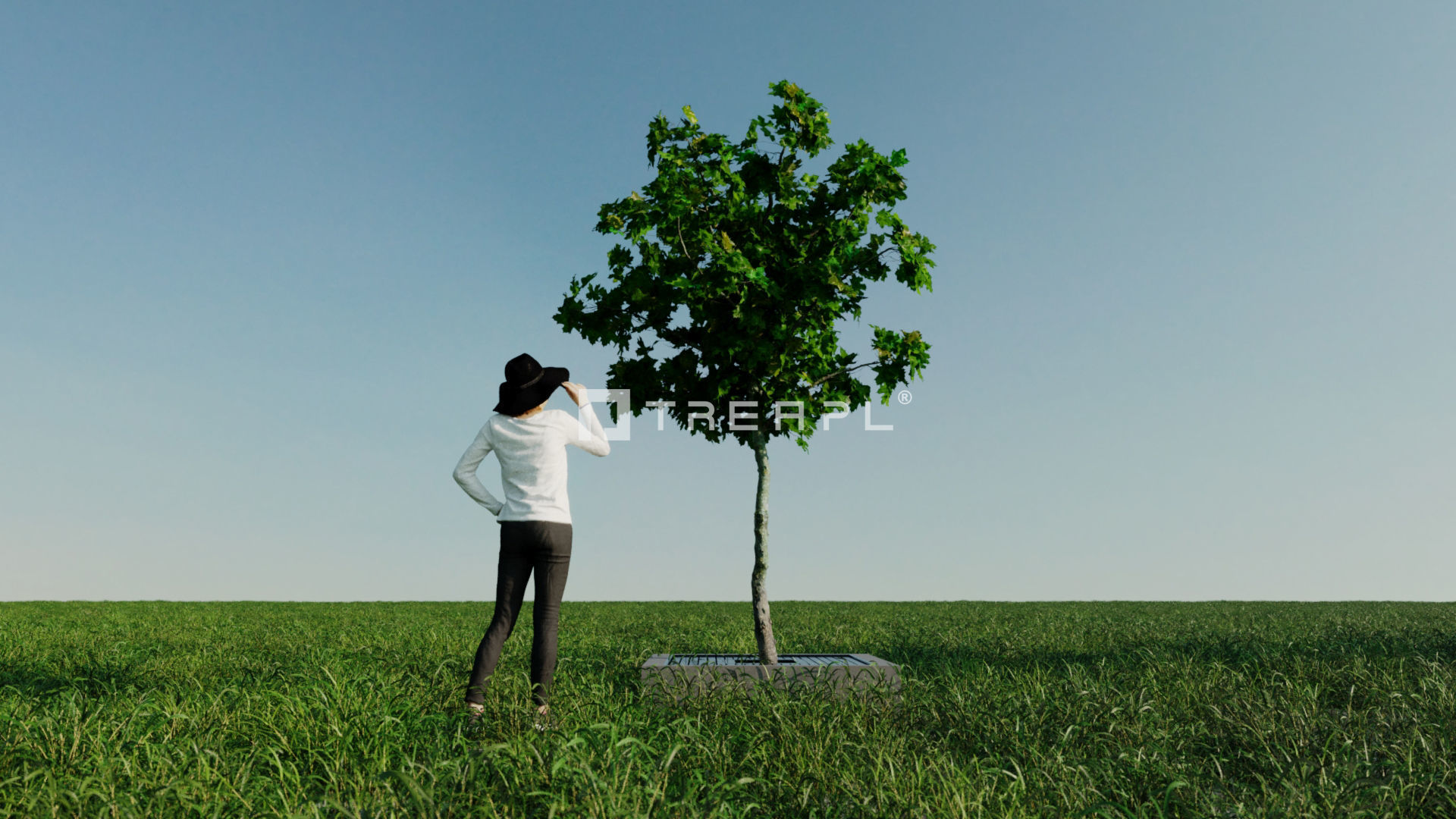 14X Maple tree Acer Platanoides 3D model_9