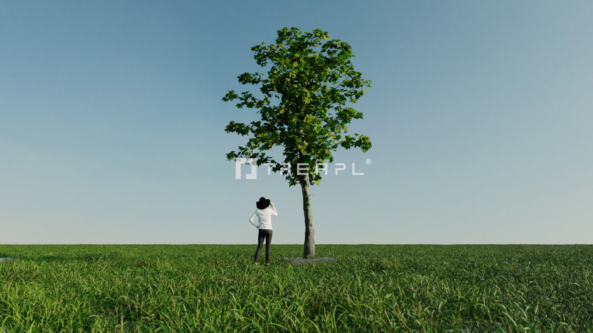 14X Maple tree Acer Platanoides 3D model_16