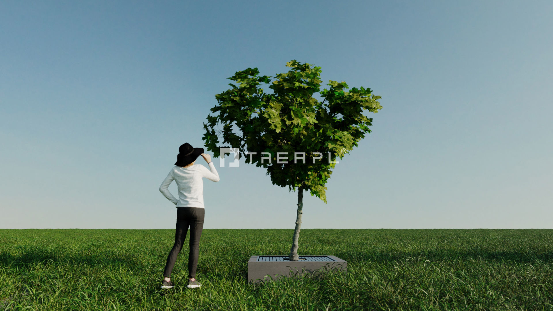 14X Maple tree Acer Platanoides 3D model_8