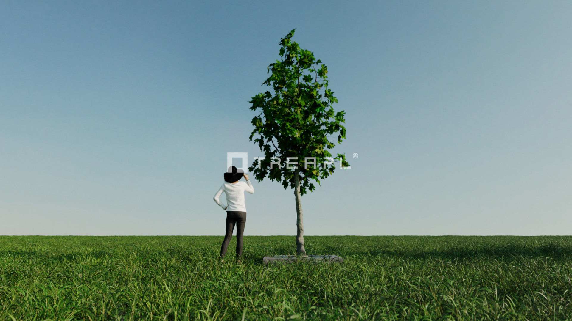 14X Maple tree Acer Platanoides 3D model_11