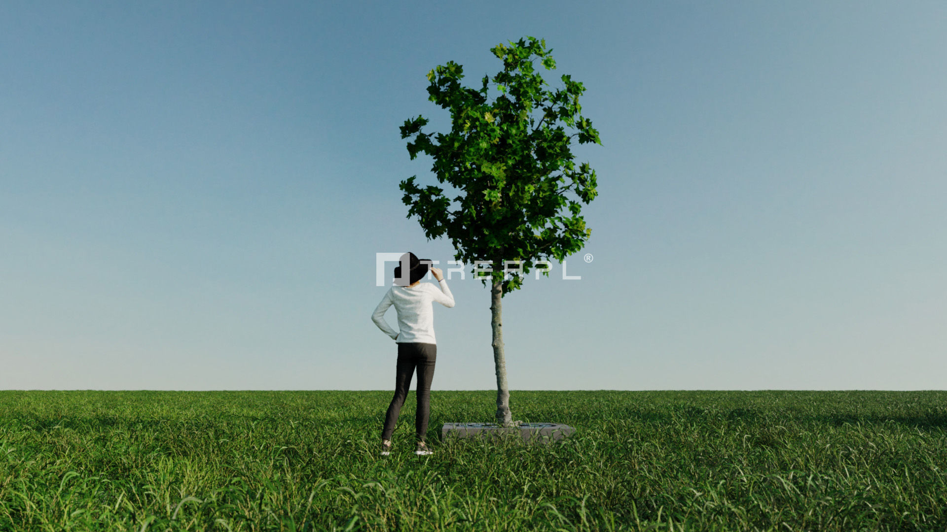 14X Maple tree Acer Platanoides 3D model_10