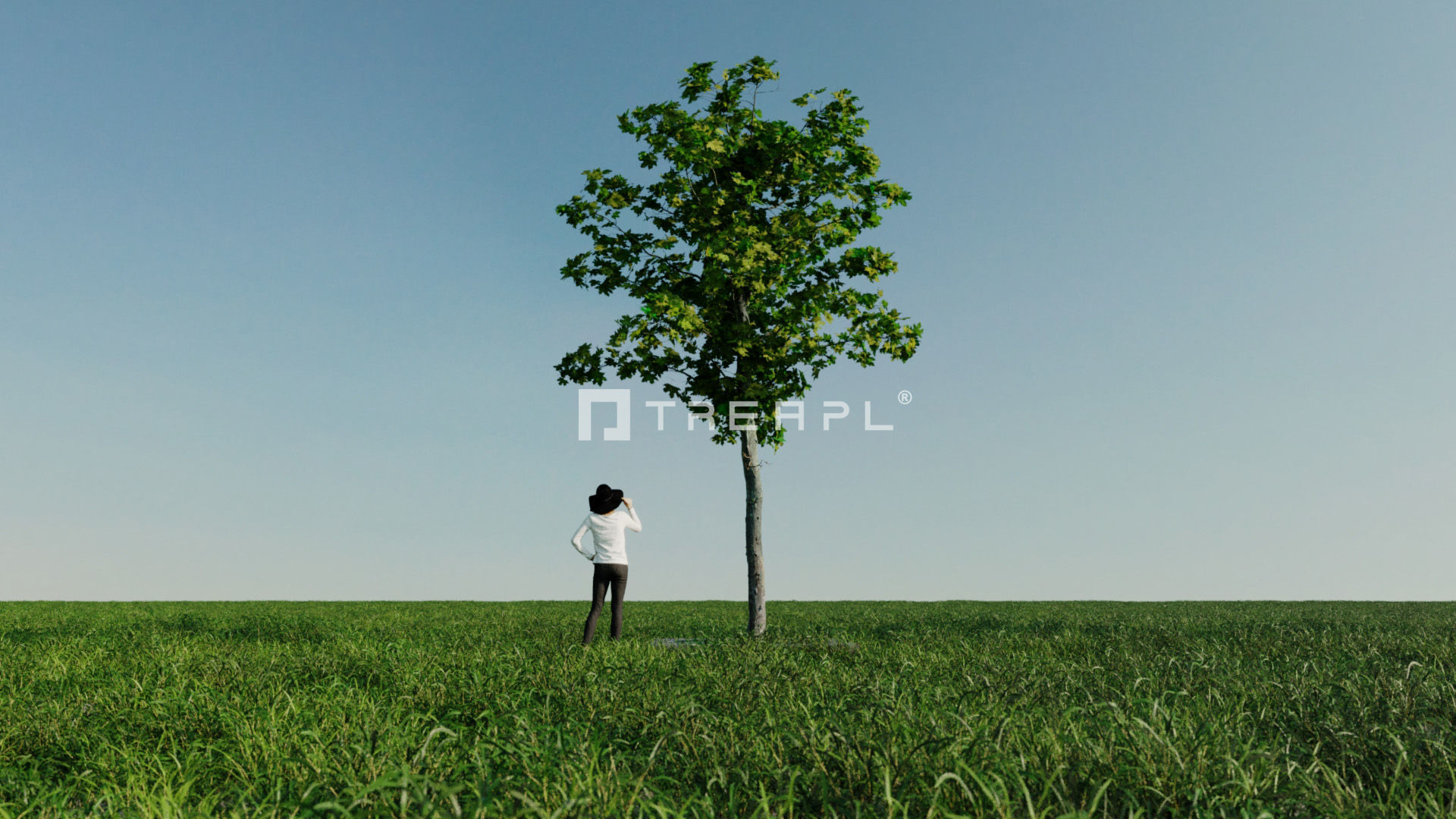 14X Maple tree Acer Platanoides 3D model_15