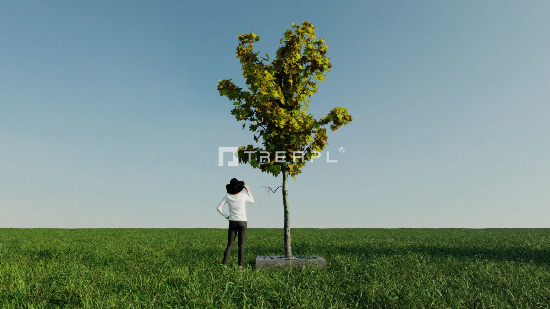14X Maple tree Acer Platanoides 3D model_13